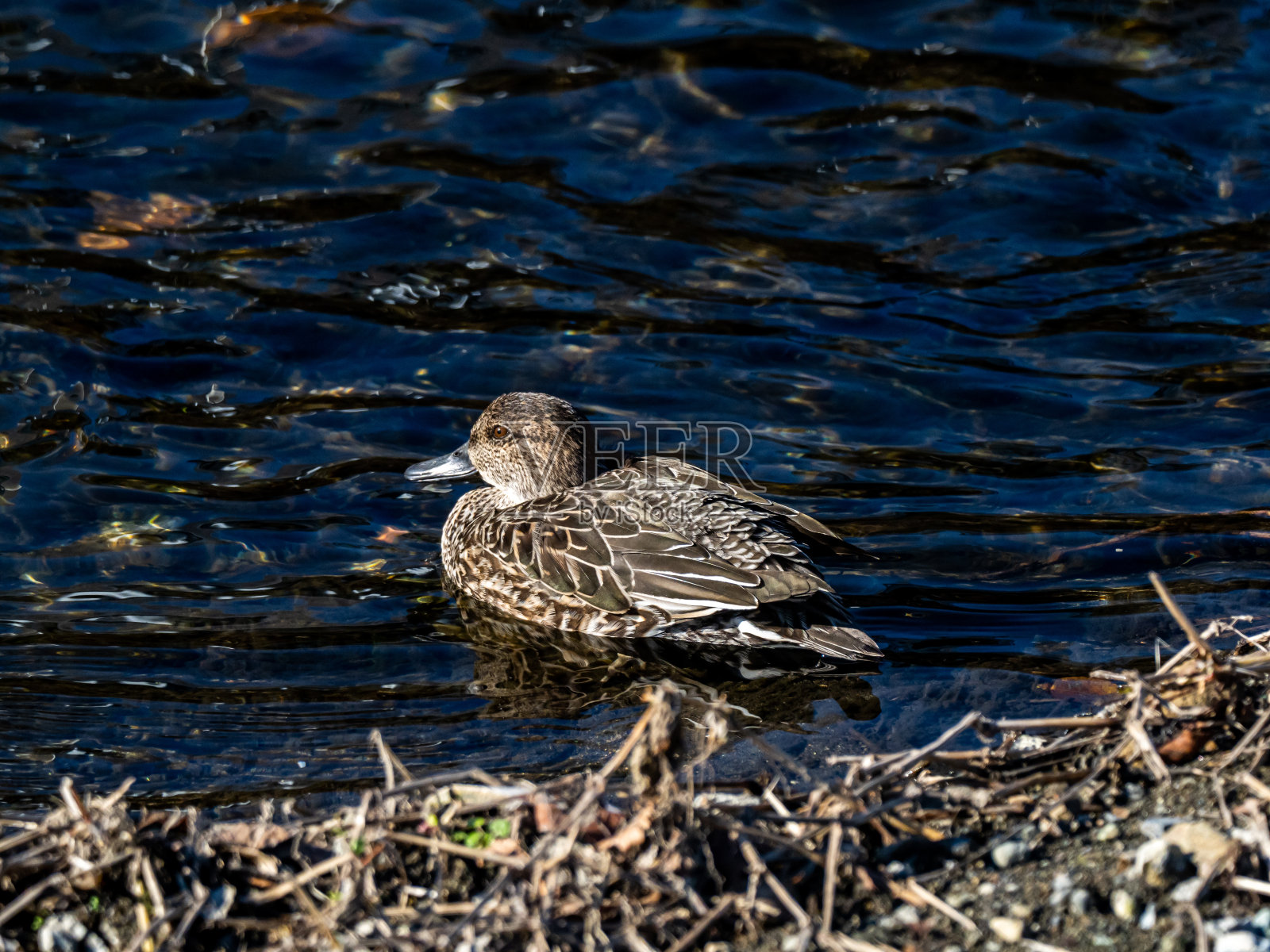 雌欧亚鸭在Hikiji河照片摄影图片
