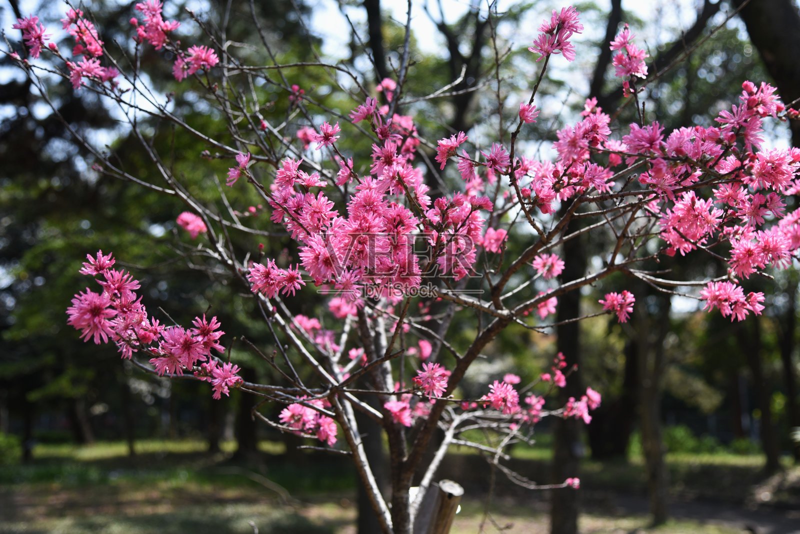 菊花persica简历。Stellata照片摄影图片