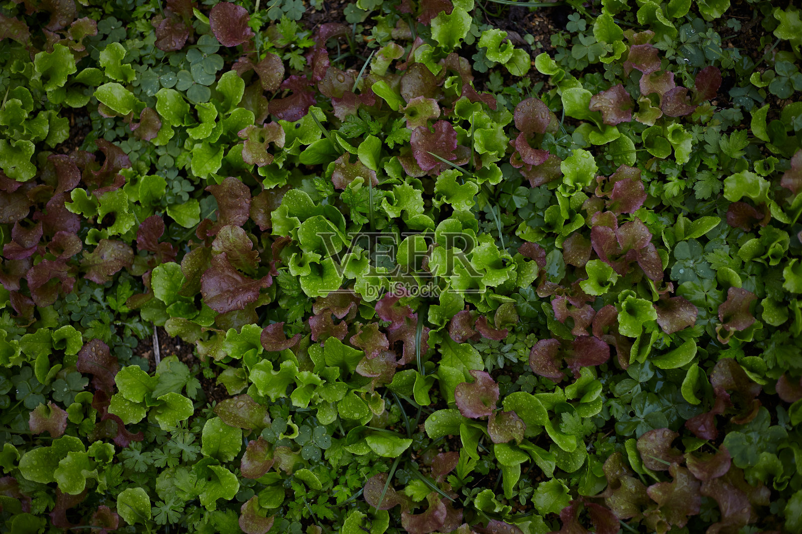 越来越多的生菜照片摄影图片