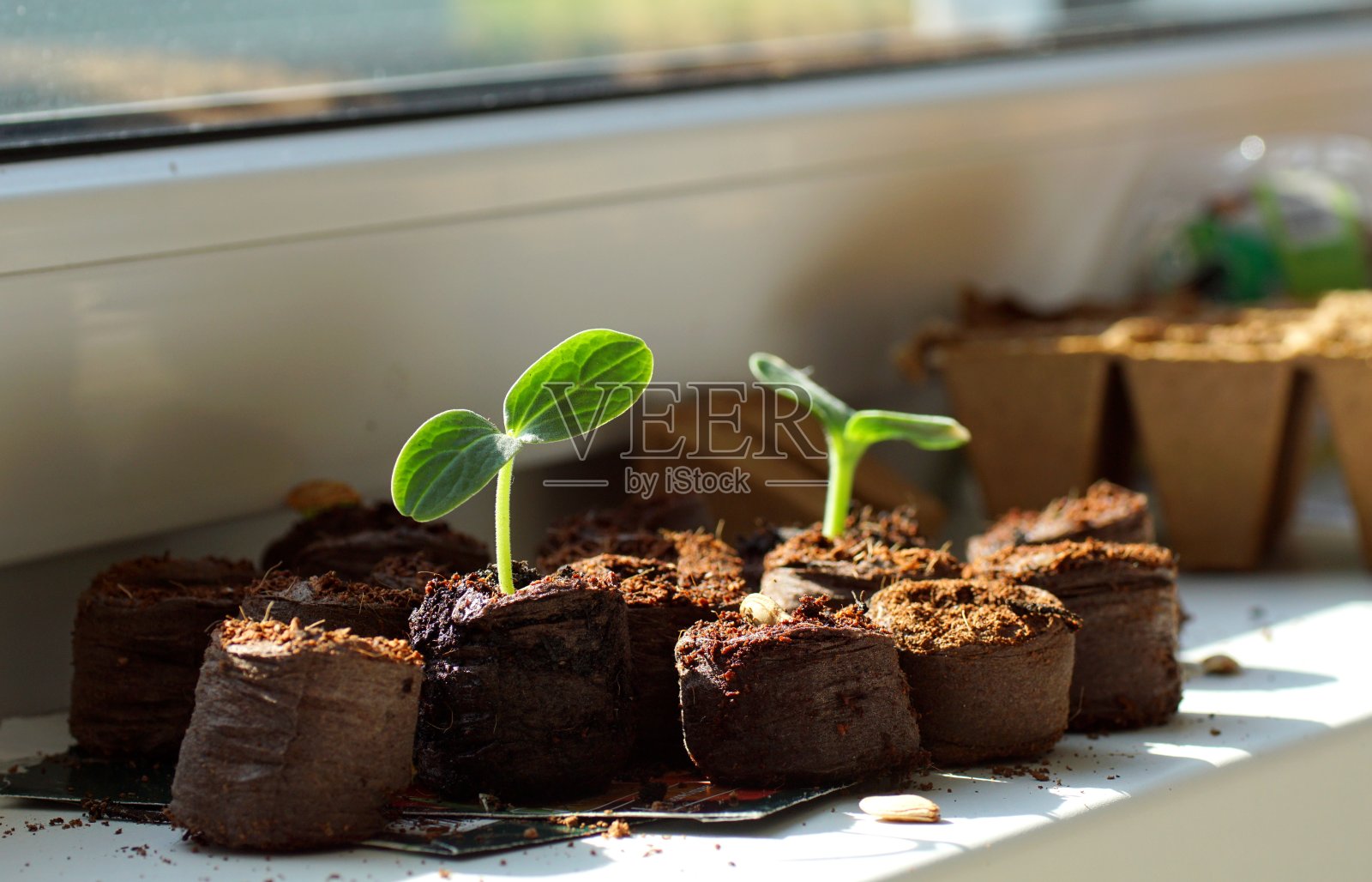 在窗板上种蔬菜幼苗照片摄影图片