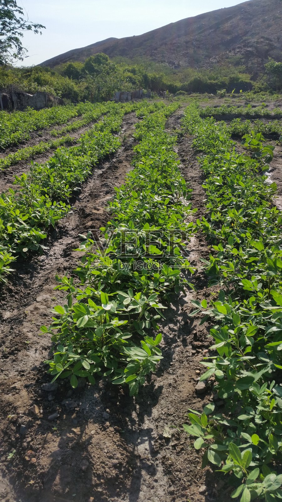 花生播种两个月的种植演变照片摄影图片