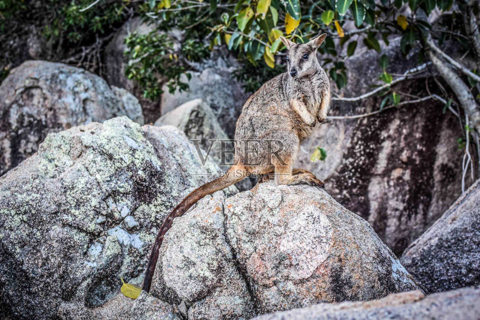 澳大利亚磁岛照片摄影图片