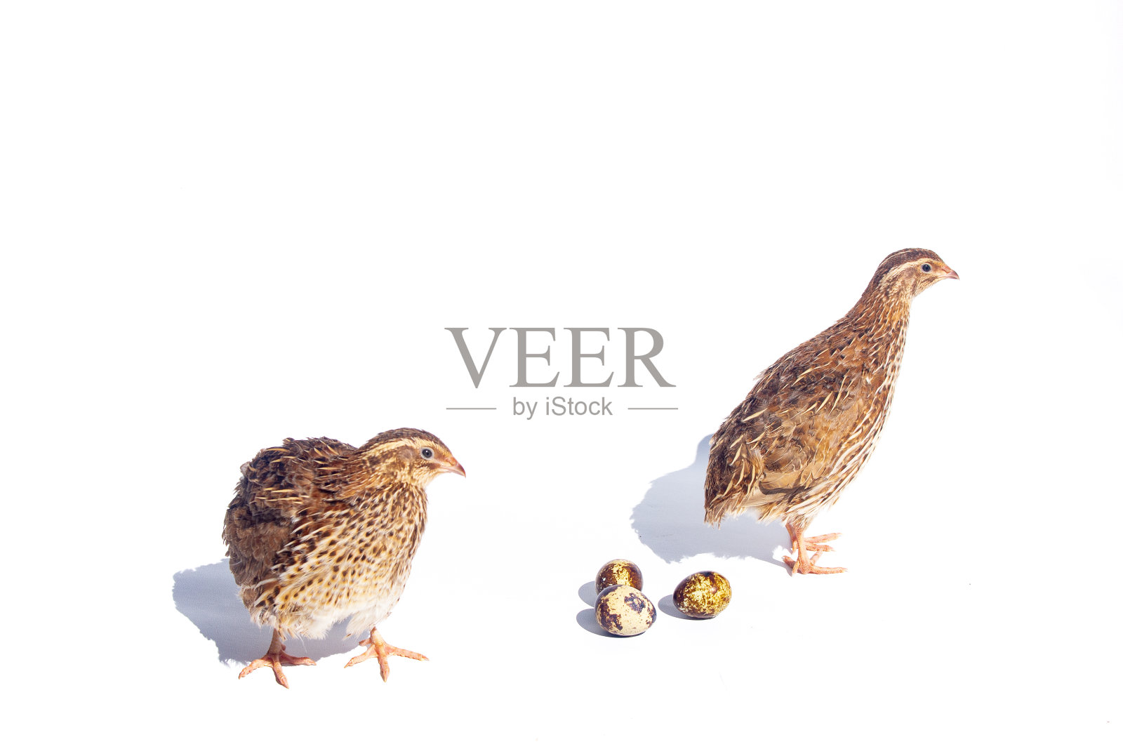 鹌鹑和蛋类孤立于白色照片摄影图片