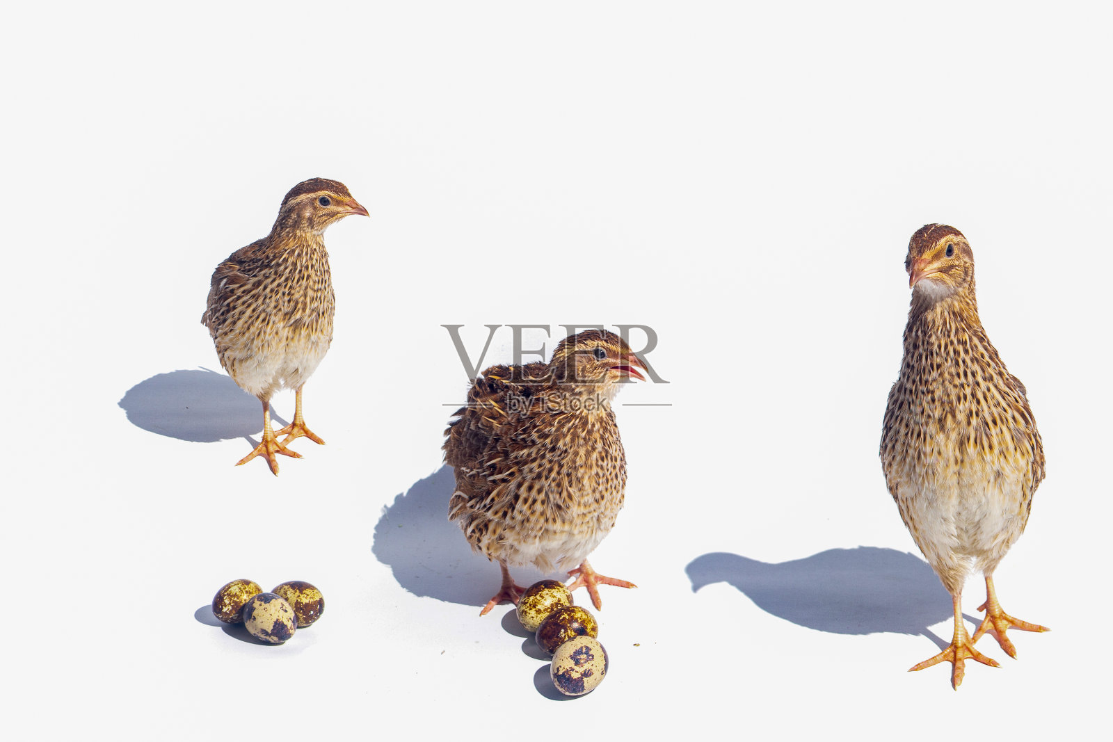 鹌鹑和蛋类孤立于白色照片摄影图片