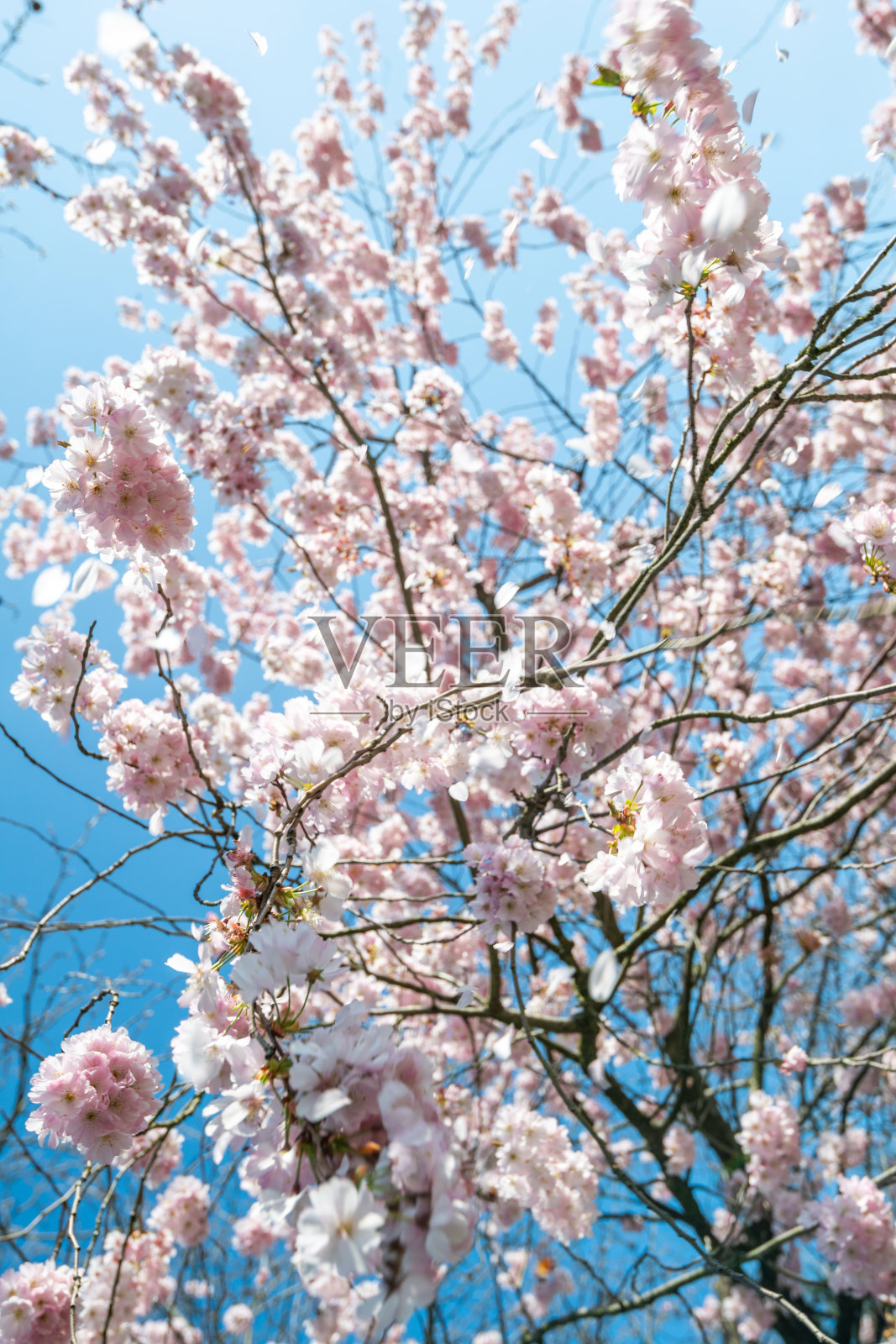 新鲜的生物有机樱桃樱花树在盛开的花朵照片摄影图片