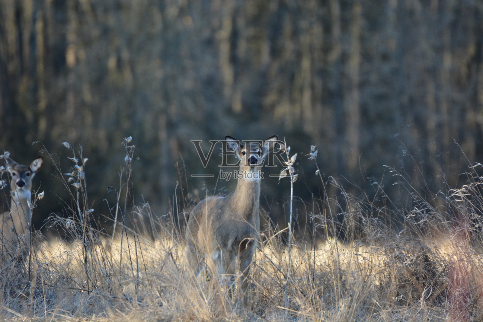 白色跟踪鹿照片摄影图片