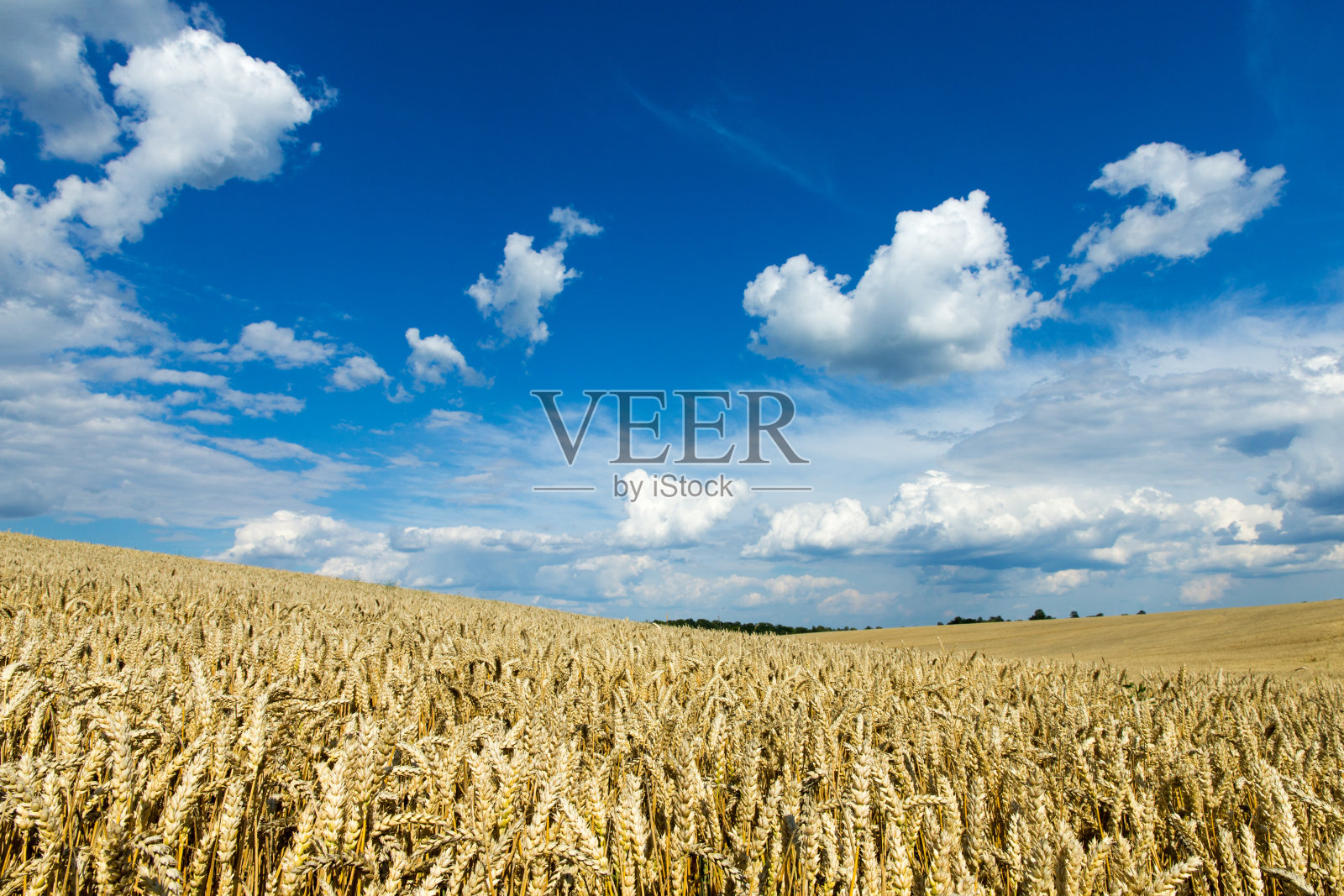 金色的麦田和阳光明媚的日子照片摄影图片