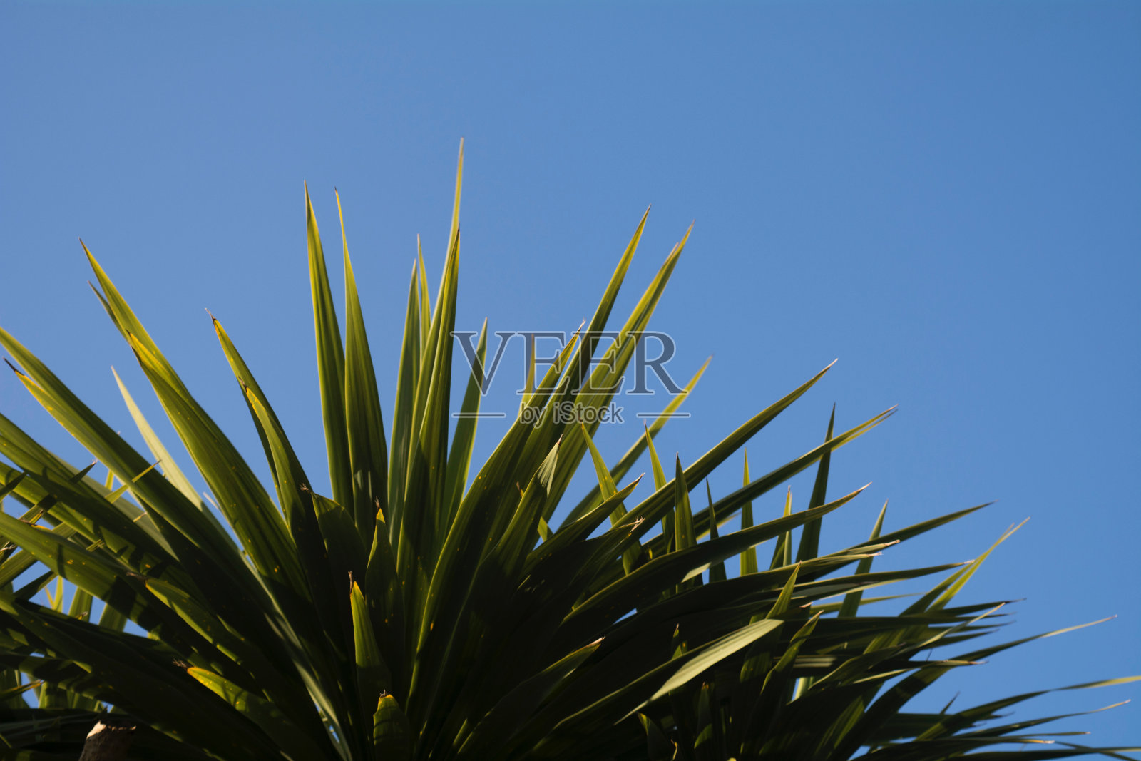 蓝天下的绿叶照片摄影图片