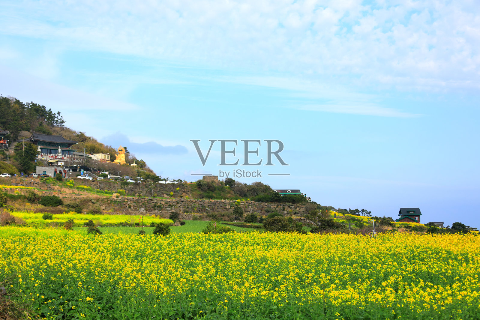 山，春，油菜花，山，照片摄影图片