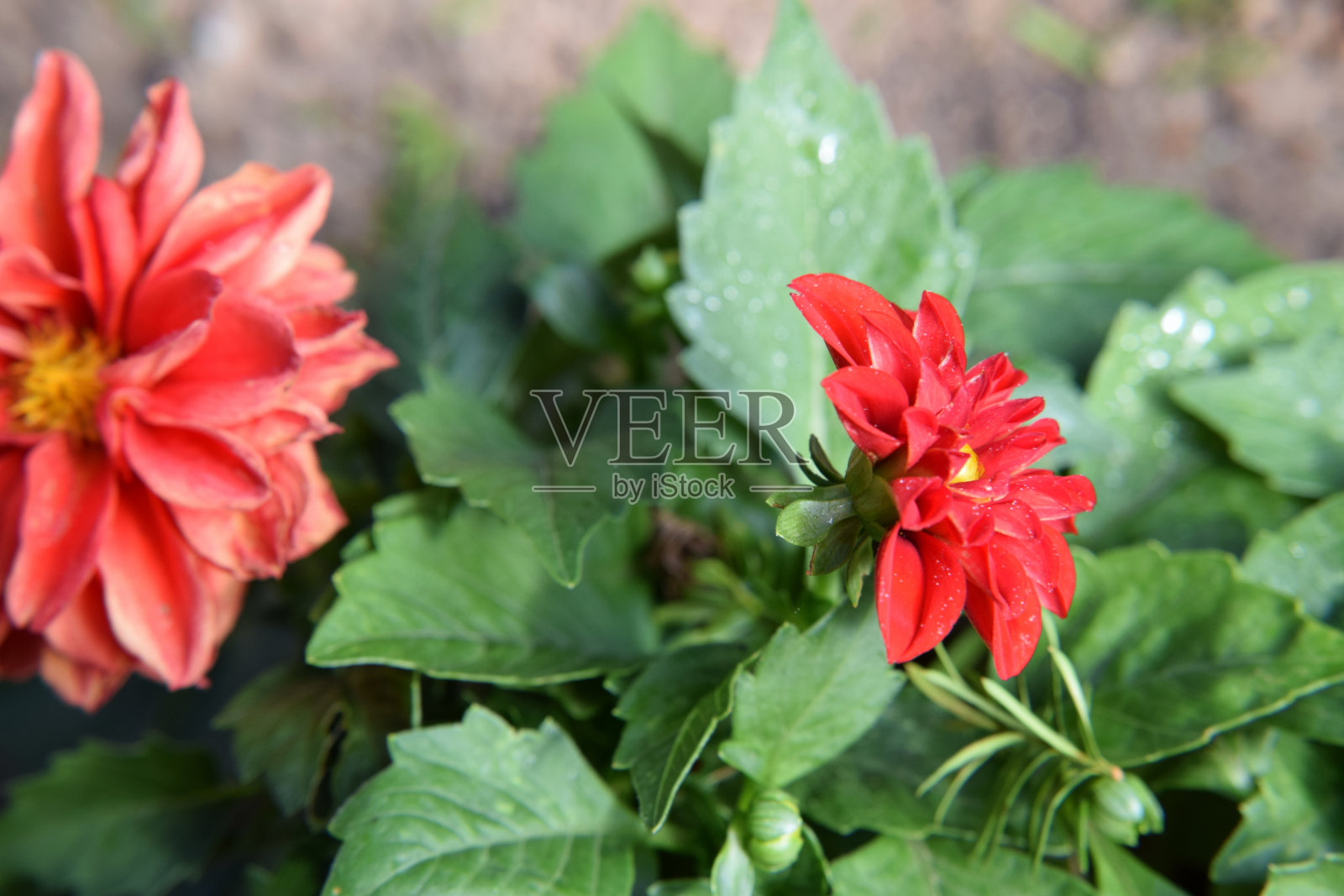 花园里灌木上的一朵枯萎的红花照片摄影图片