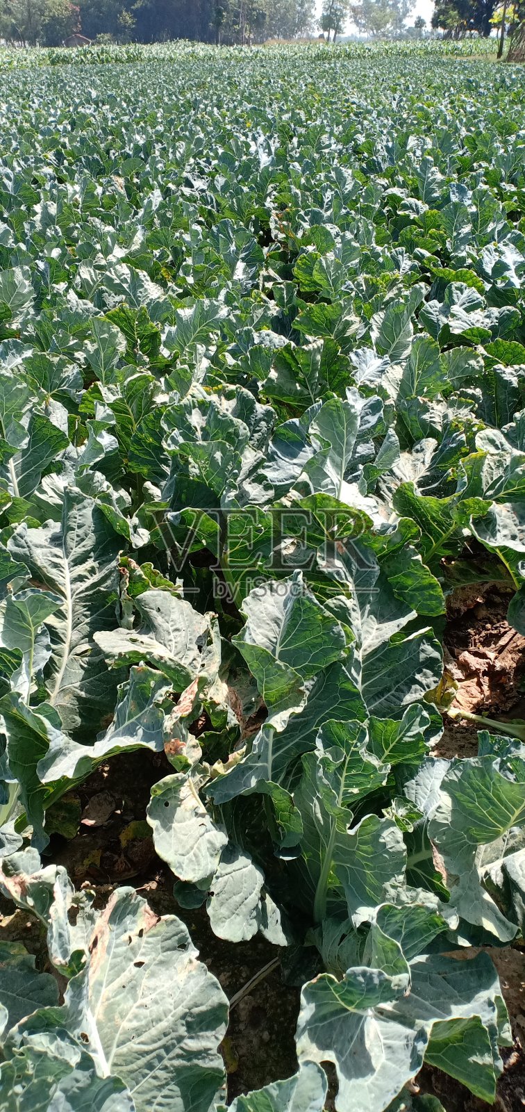 菜花生长在农场的绿色天然有机照片摄影图片