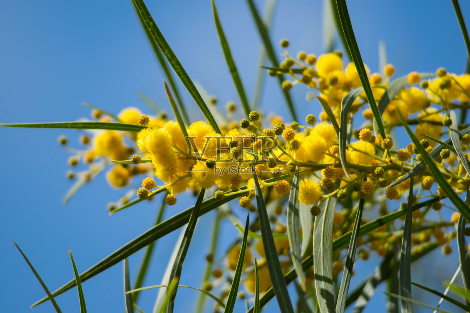 盛开的含羞草树(Acacia pycnantha, golden watl)在春天闭合，亮黄色的花，coojong，金色的花环watl，橙色的watl，蓝叶watl, Acacia saligna照片摄影图片
