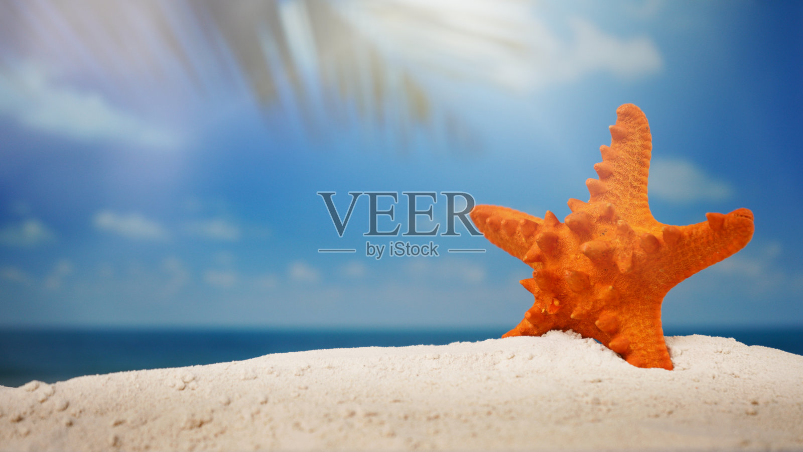 海星沙滩上的沙滩背景和模糊的夏季时间概念。照片摄影图片