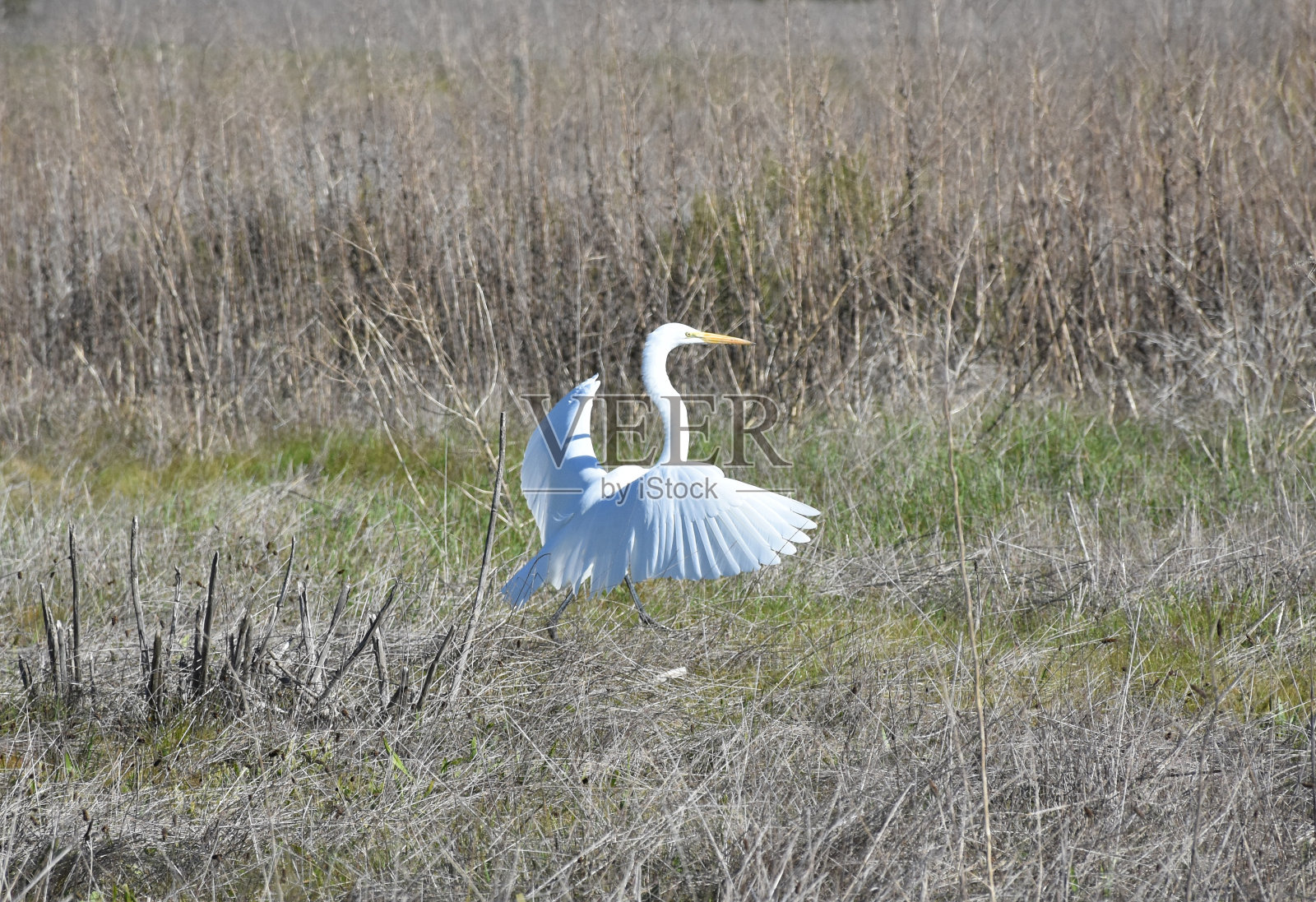 草地上的大白鹭照片摄影图片