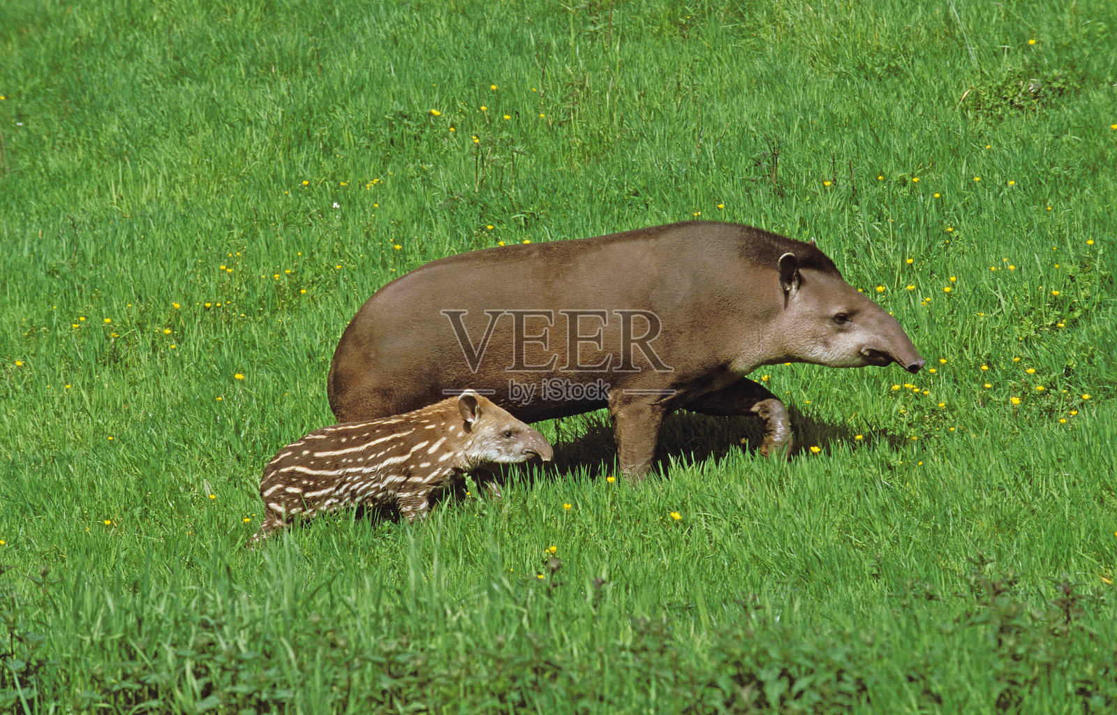 低地貘和幼小貘。照片摄影图片