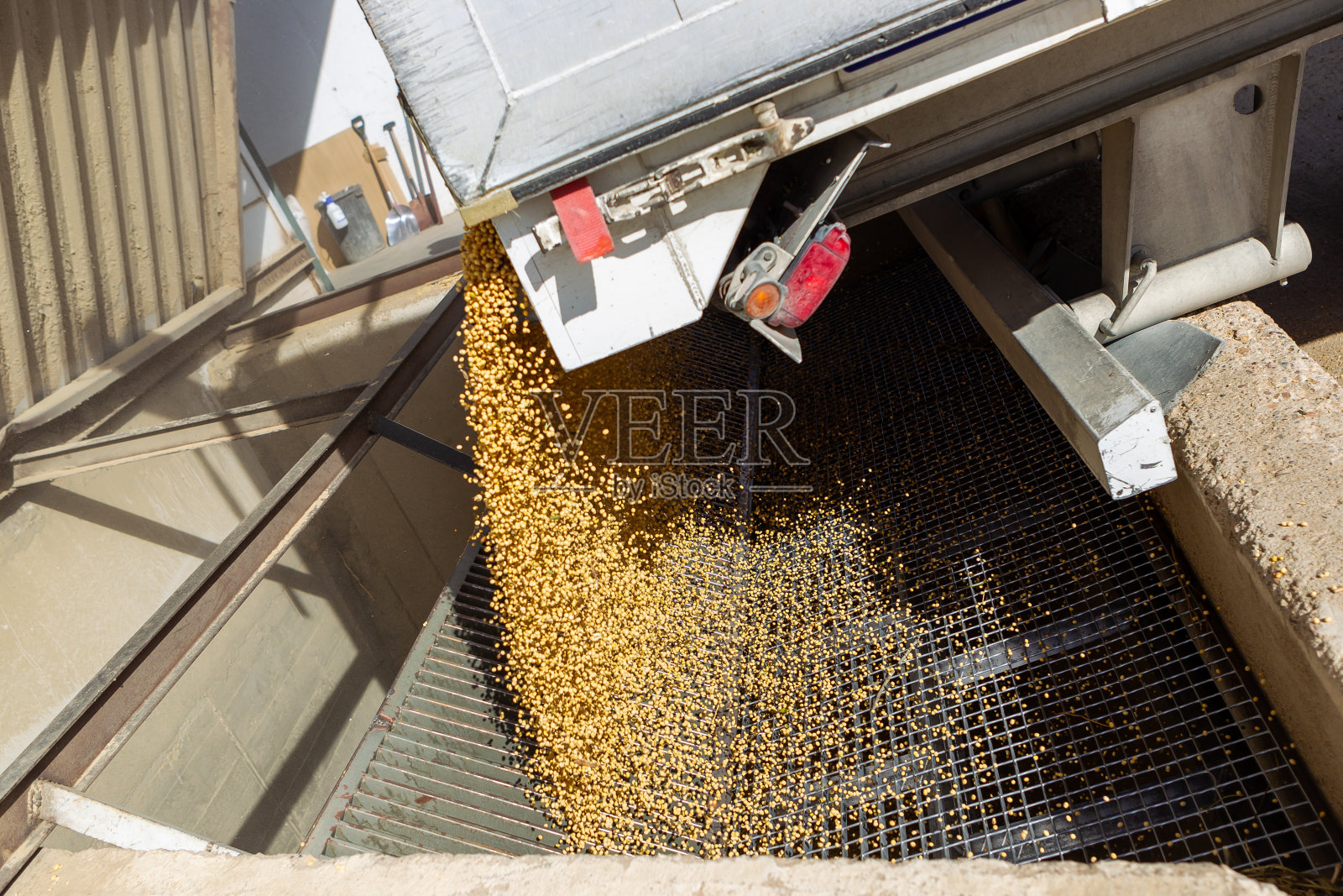 种植大豆，供人类食用。照片摄影图片
