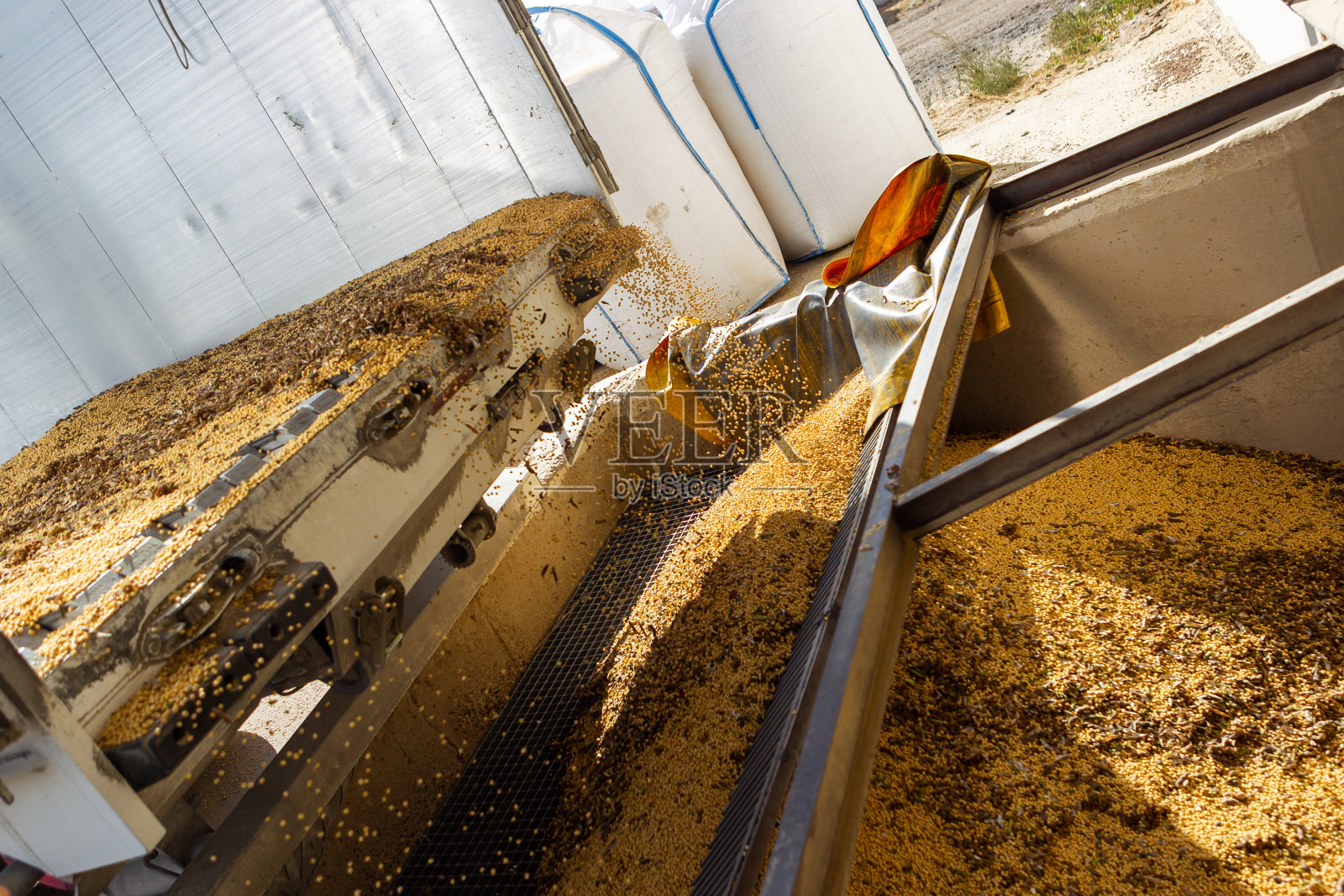 种植大豆，供人类食用。照片摄影图片