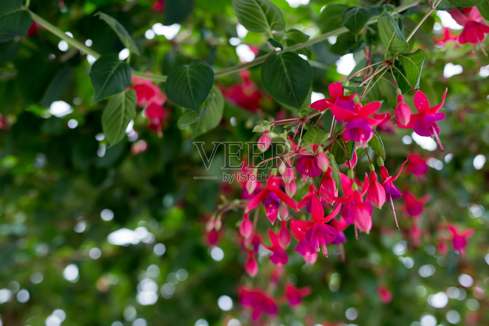 漂亮的紫红色花的特写照片摄影图片