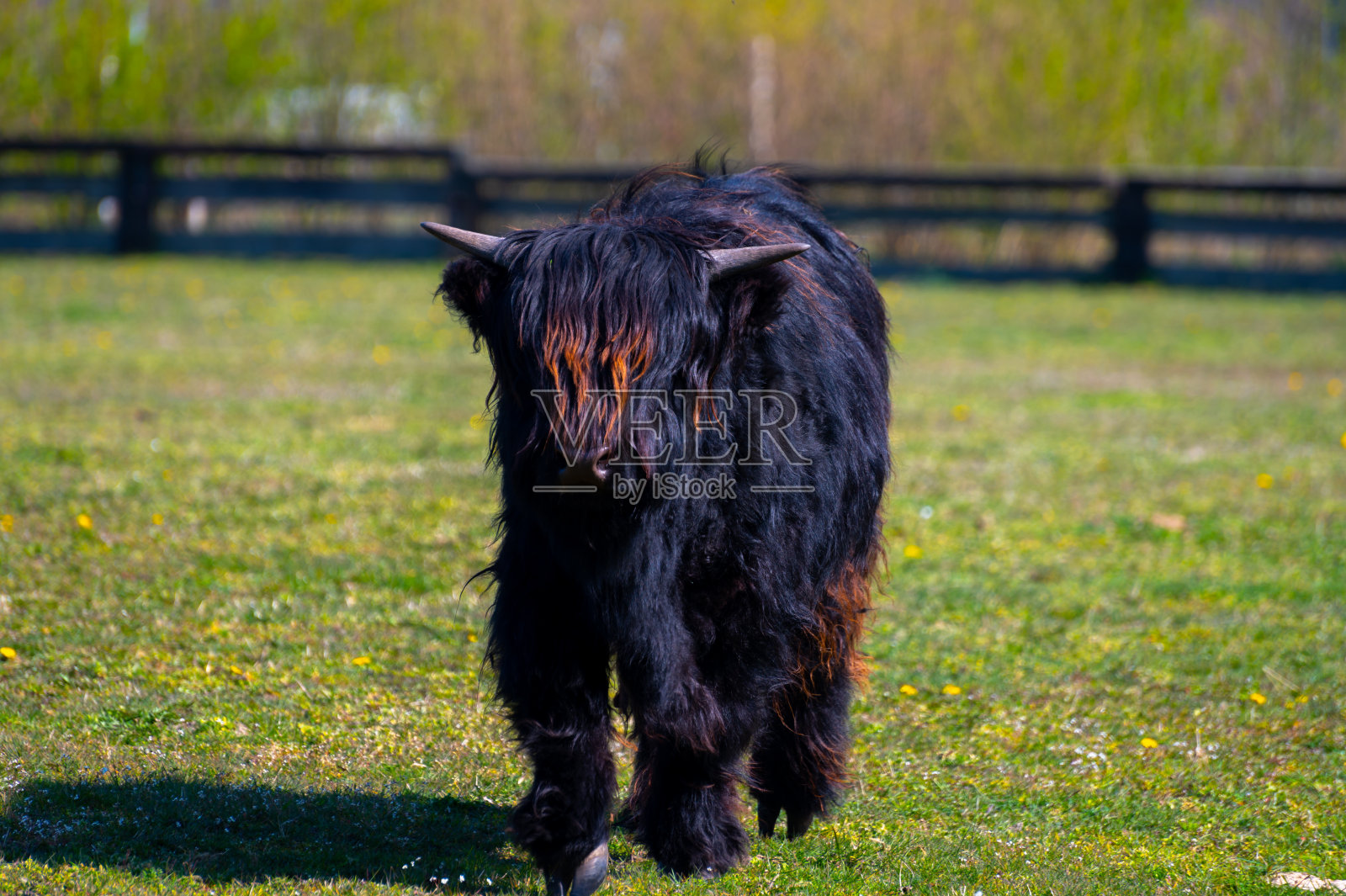 苏格兰年轻的黑色高地牛照片摄影图片