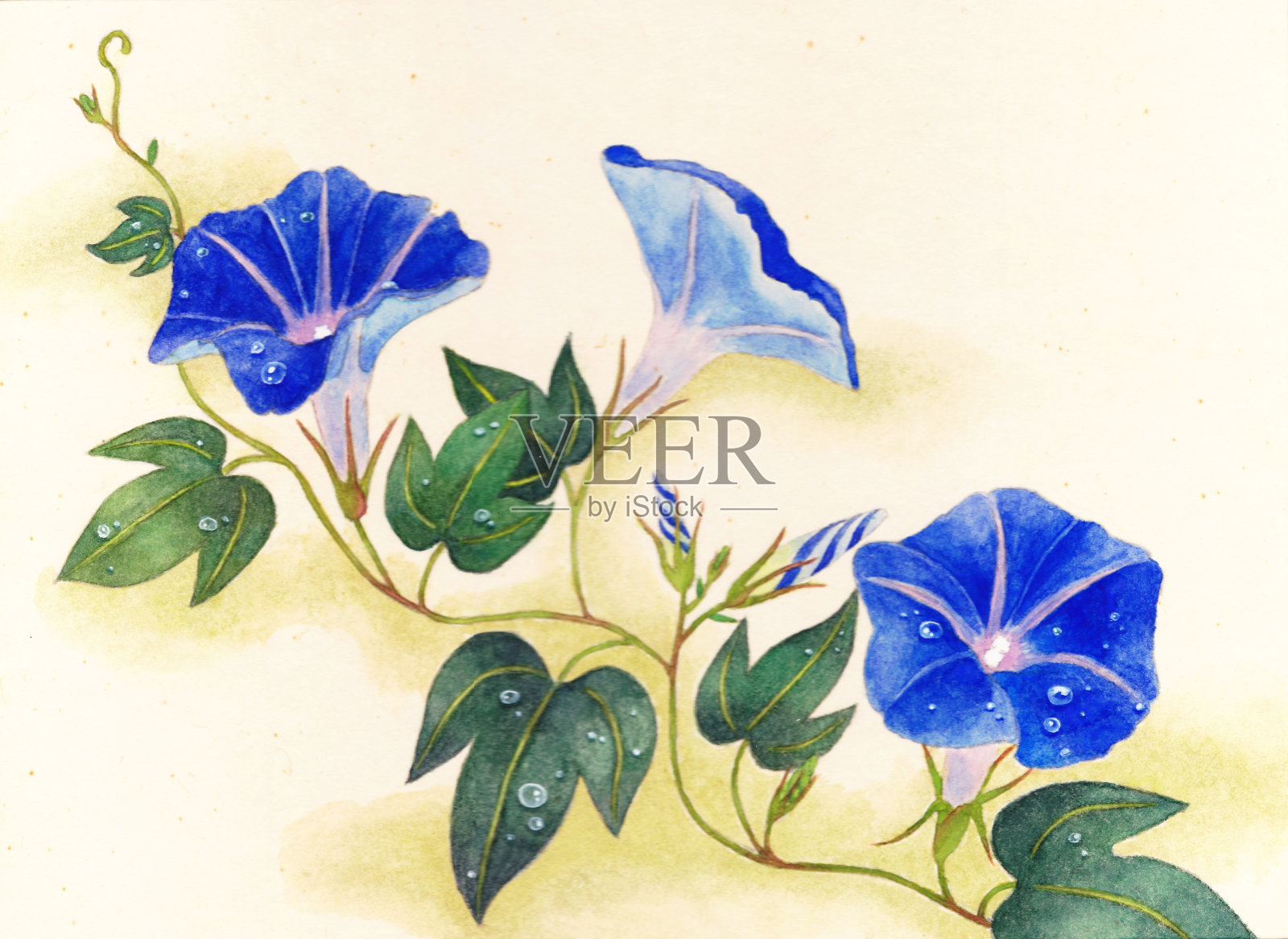 水彩画莫宁的荣耀插画图片素材