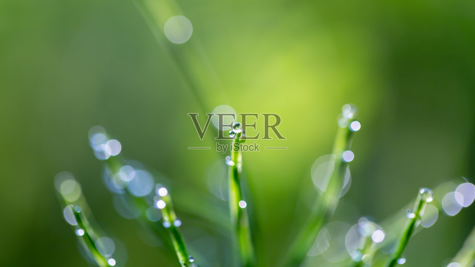 晨露照片摄影图片