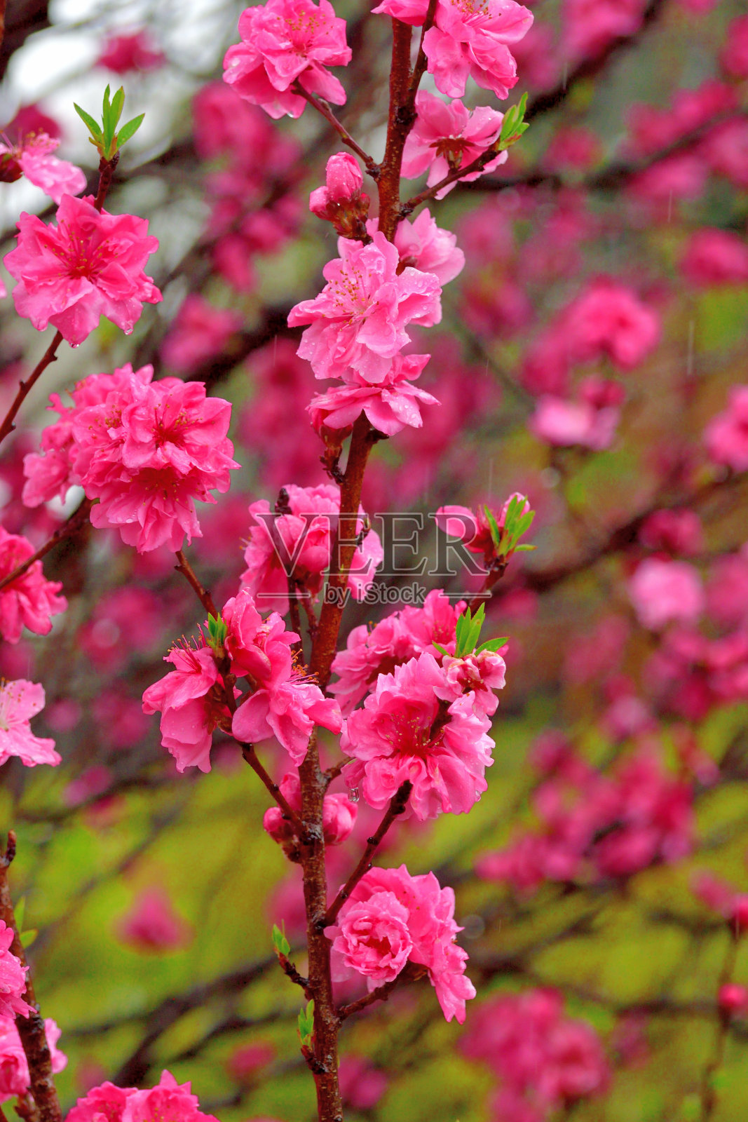 白色、粉色和红色桃花照片摄影图片