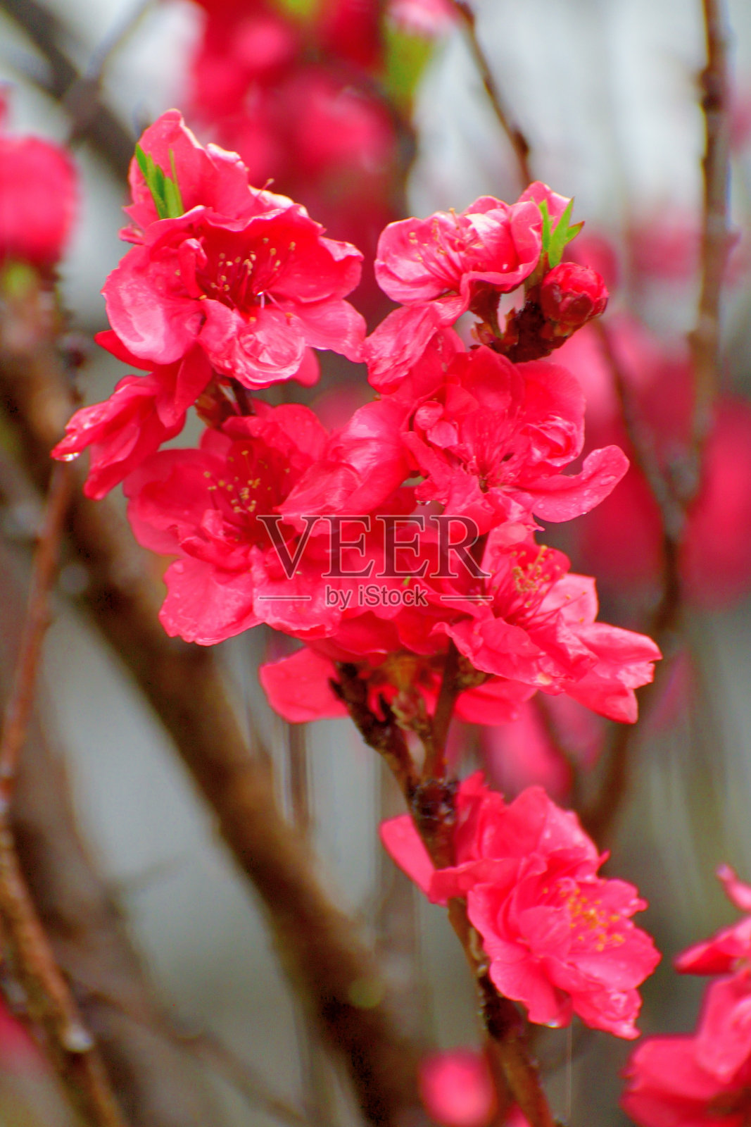 白色、粉色和红色桃花照片摄影图片