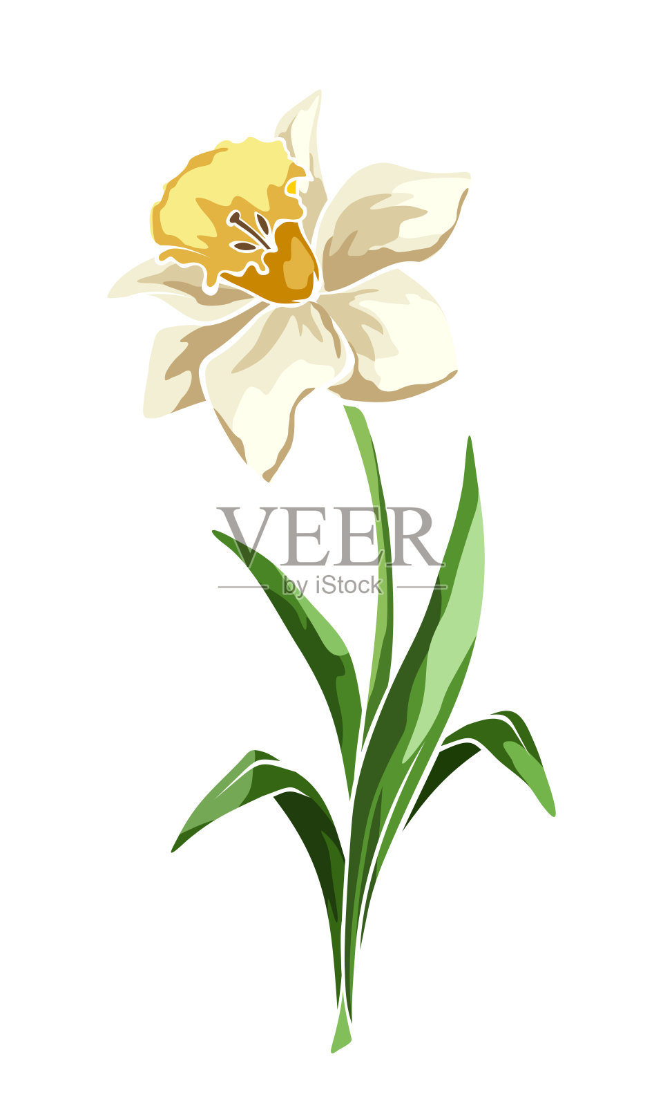 水仙花。矢量插图。设计元素图片