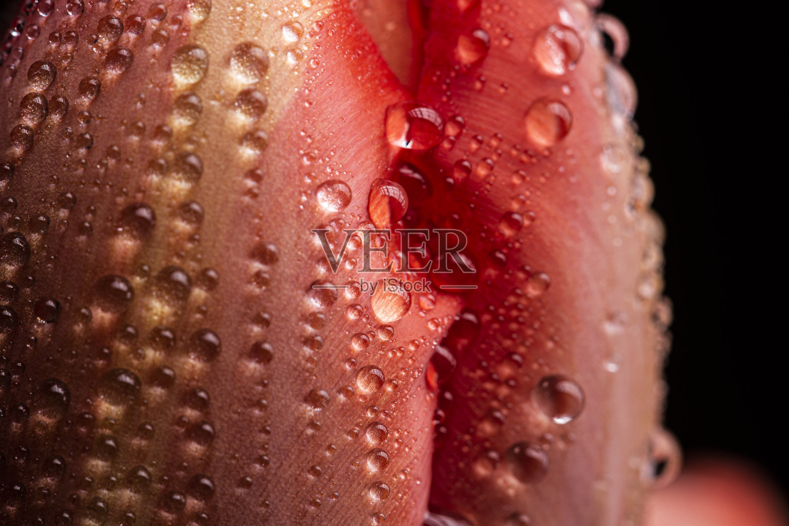 水滴在红色郁金香花瓣上静止照片摄影图片