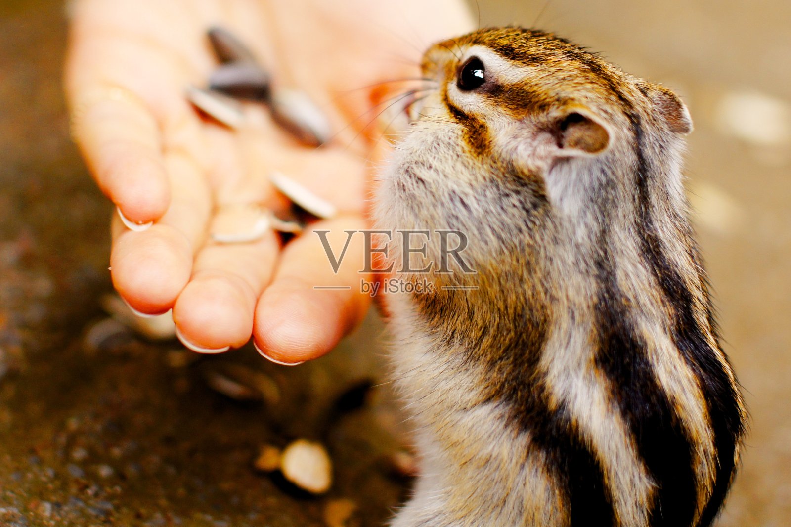 花栗鼠照片摄影图片