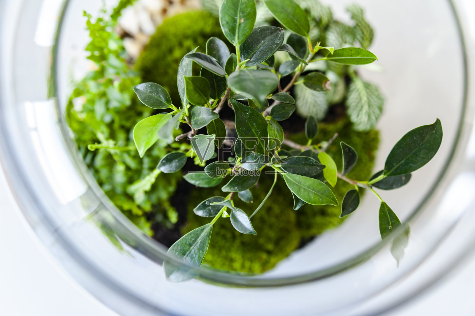 美丽的罐子与活的森林与自我生态系统，盆景，森林在一个罐子，近距离照片摄影图片