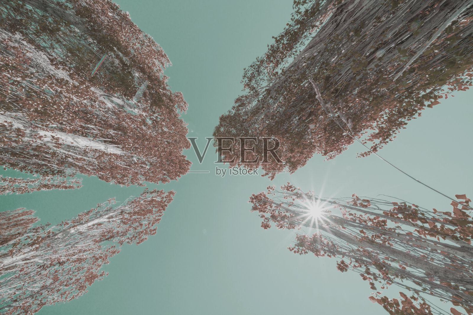 收敛杨树照片摄影图片