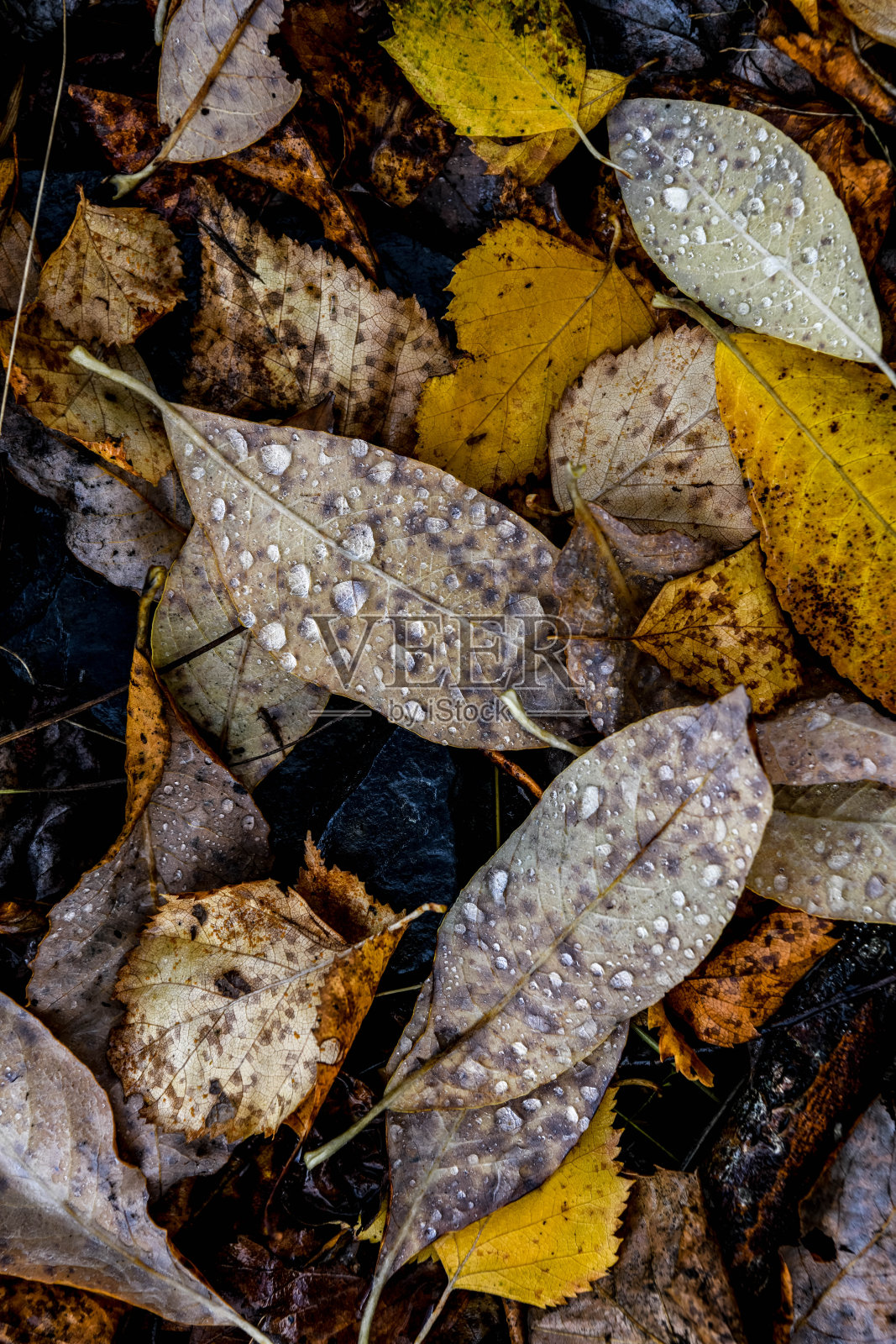 自然的纹理照片摄影图片