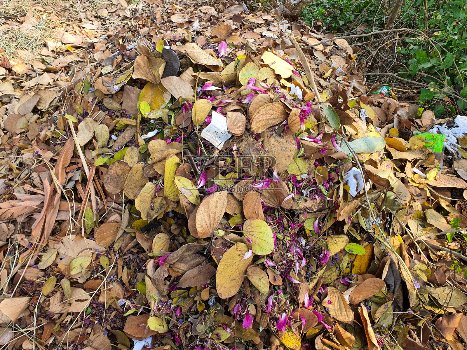干叶碎片照片摄影图片