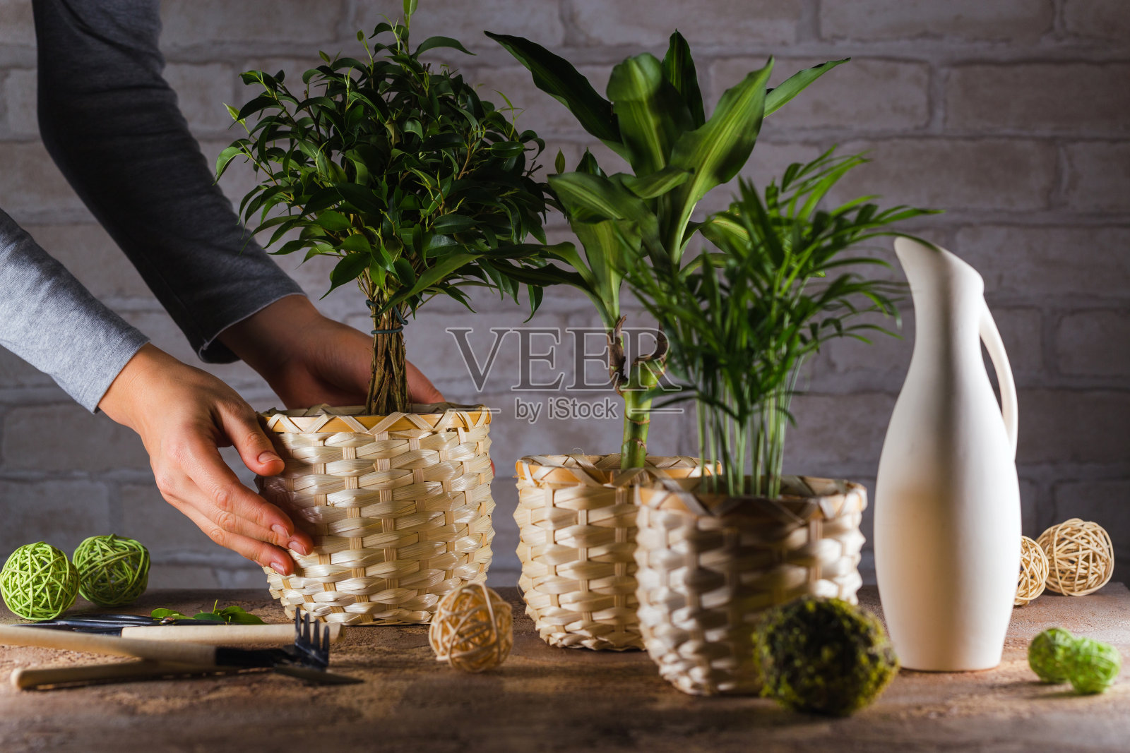 家庭花园的概念。女孩把柳条豌豆和室内盆栽放在桌子上照片摄影图片