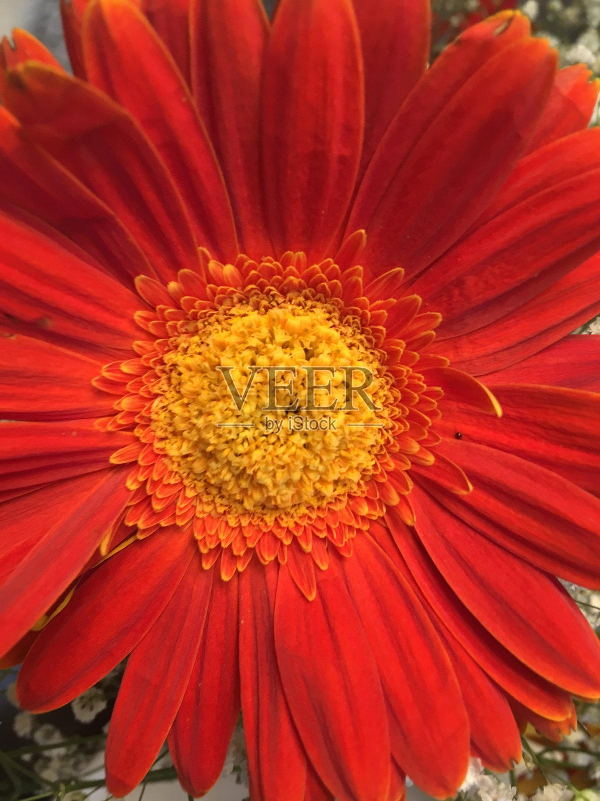 桔红色花，中心为黄色照片摄影图片