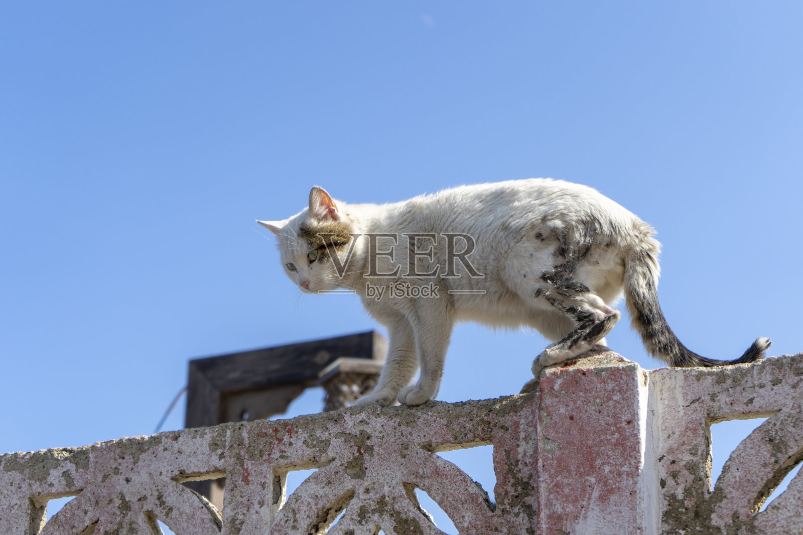 受伤的白猫正站在一堵墙上照片摄影图片