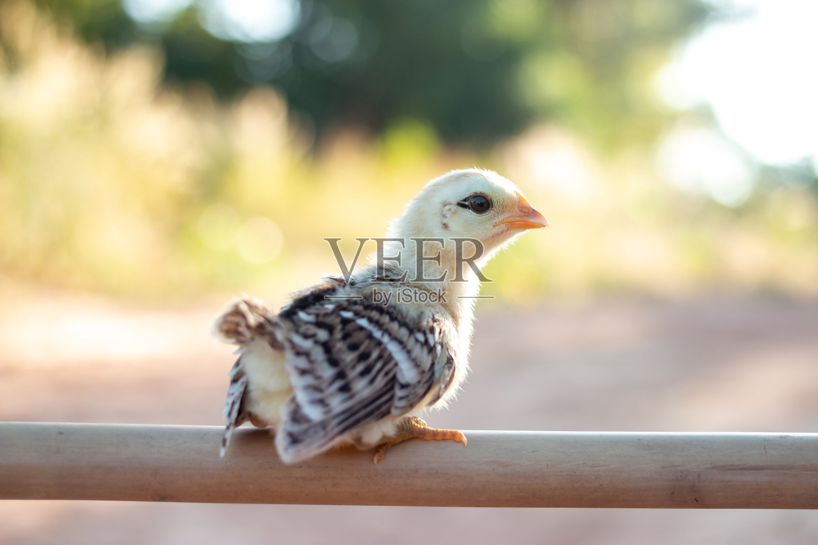 复活节概念，大自然中可爱的小小鸡，清晨柔和的阳光照片摄影图片