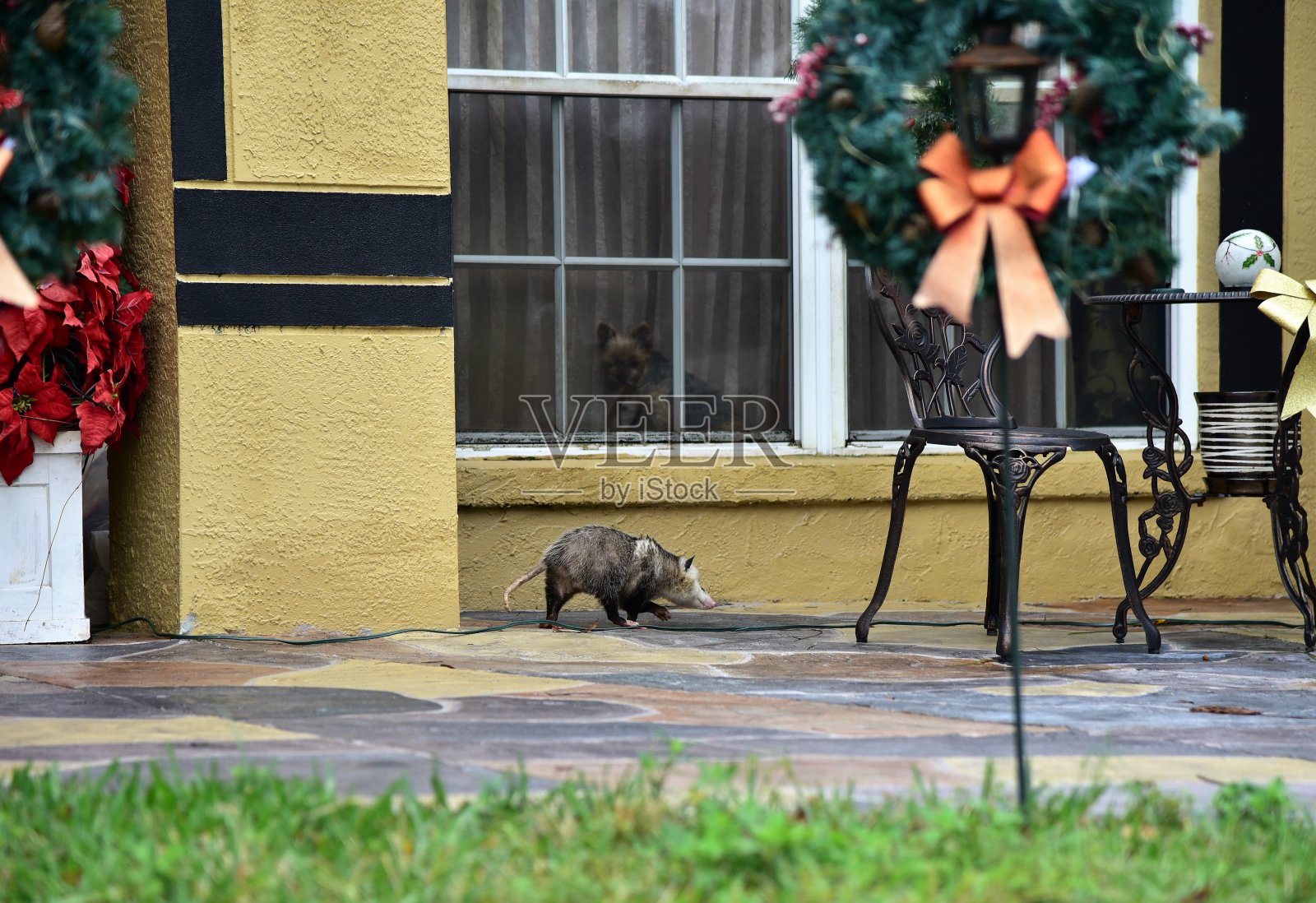 一只负鼠在寻找食物，而可爱的看家狗在一旁看着照片摄影图片