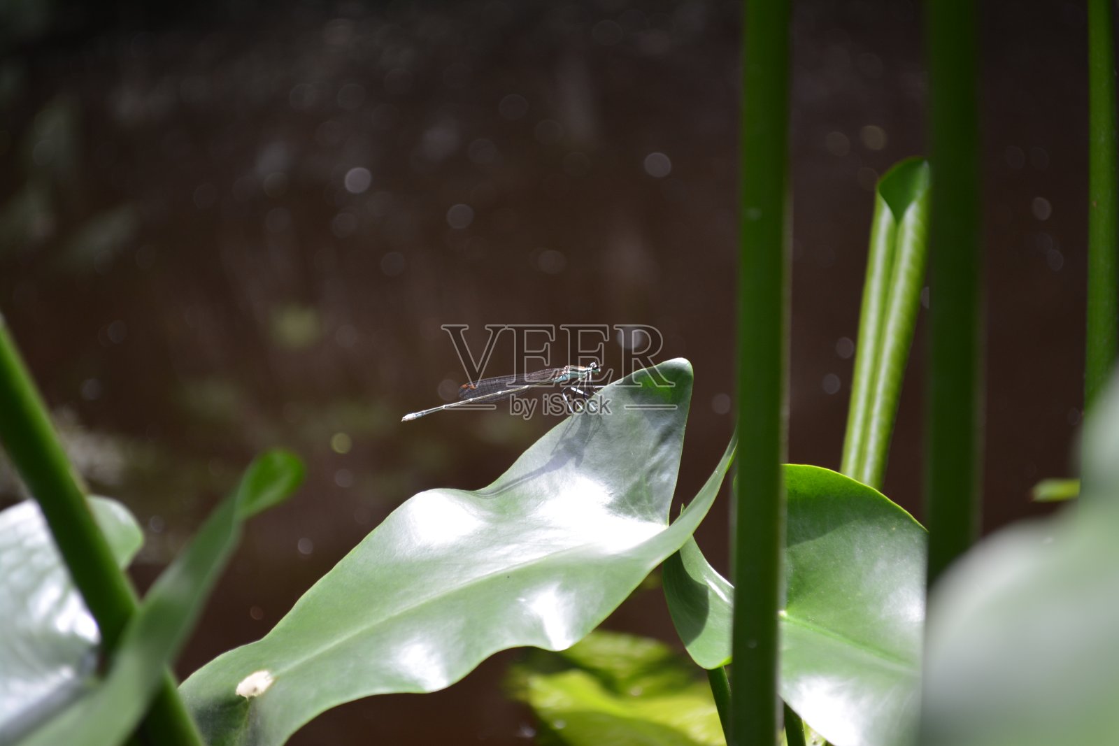 豆娘栖息在一片叶子上照片摄影图片