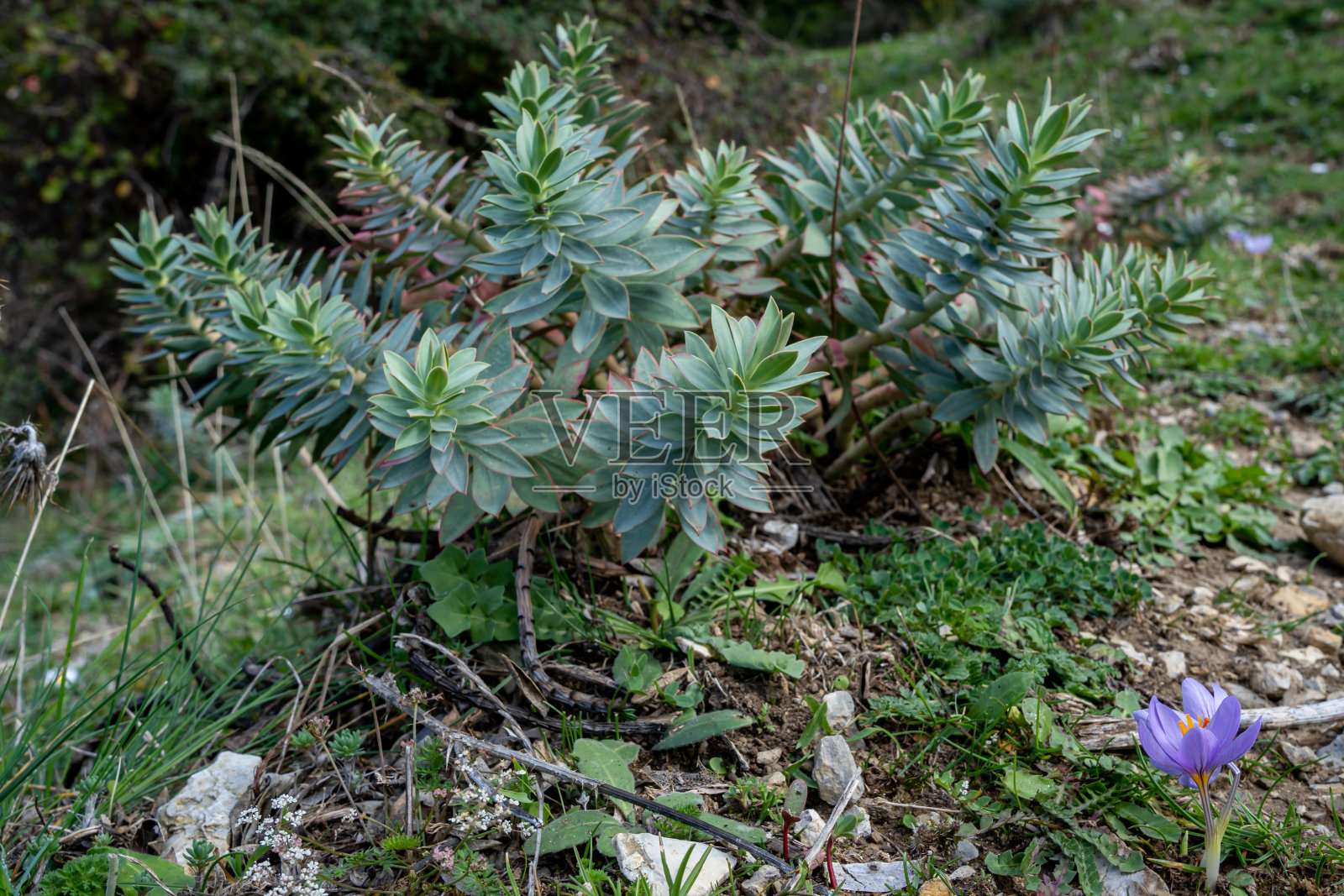 Collesano意大利照片摄影图片