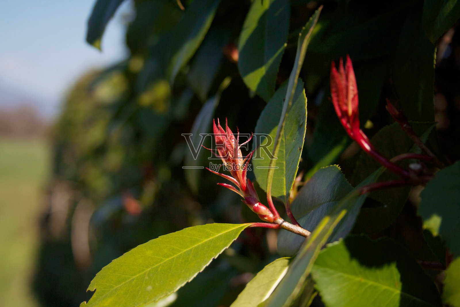 红罗宾红叶石楠树篱与新的新鲜的红色叶子照片摄影图片