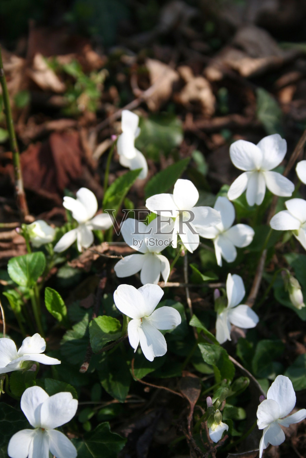 花园里有一束白色的紫罗兰照片摄影图片