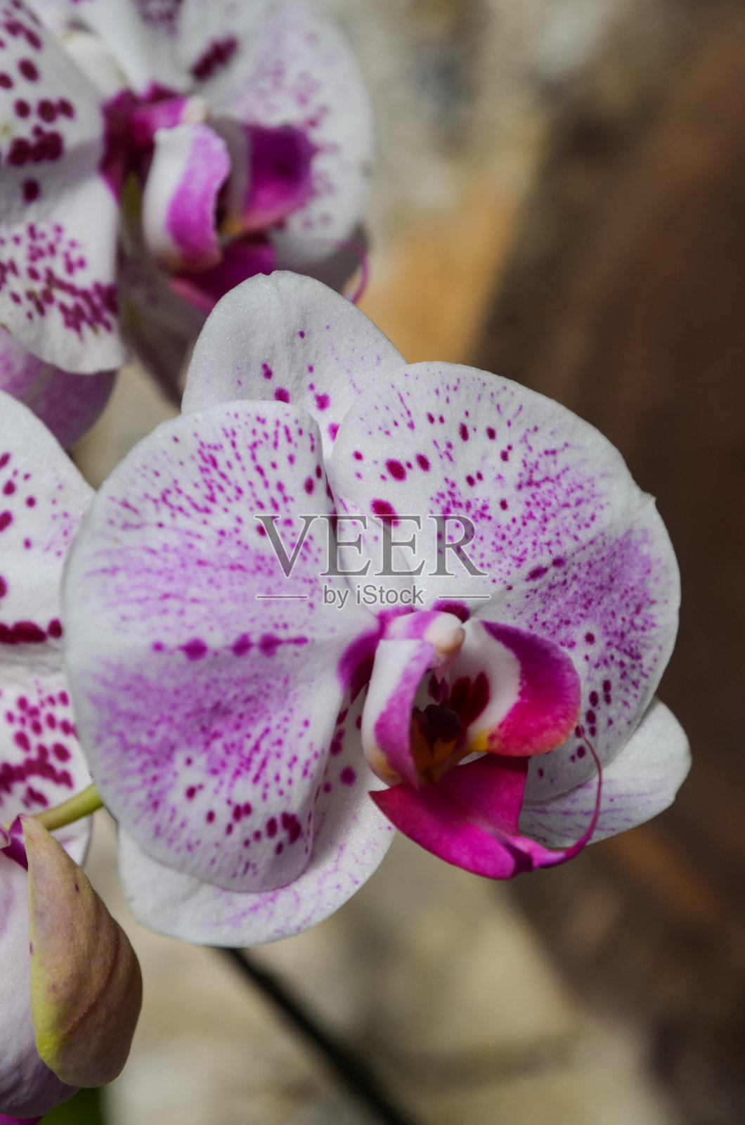 白色的兰花照片摄影图片