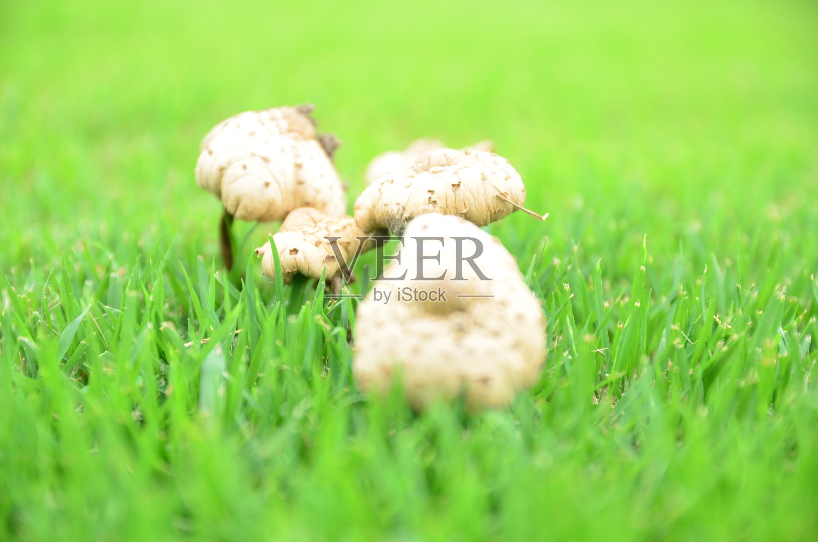 花园里的蘑菇照片摄影图片