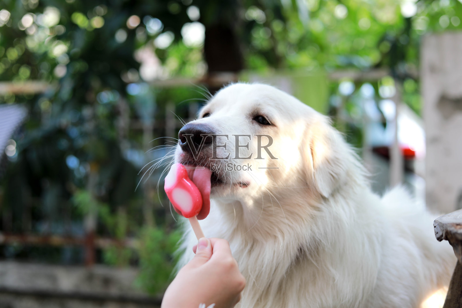狗吃冰淇淋，长毛白狗吃冰淇淋照片摄影图片
