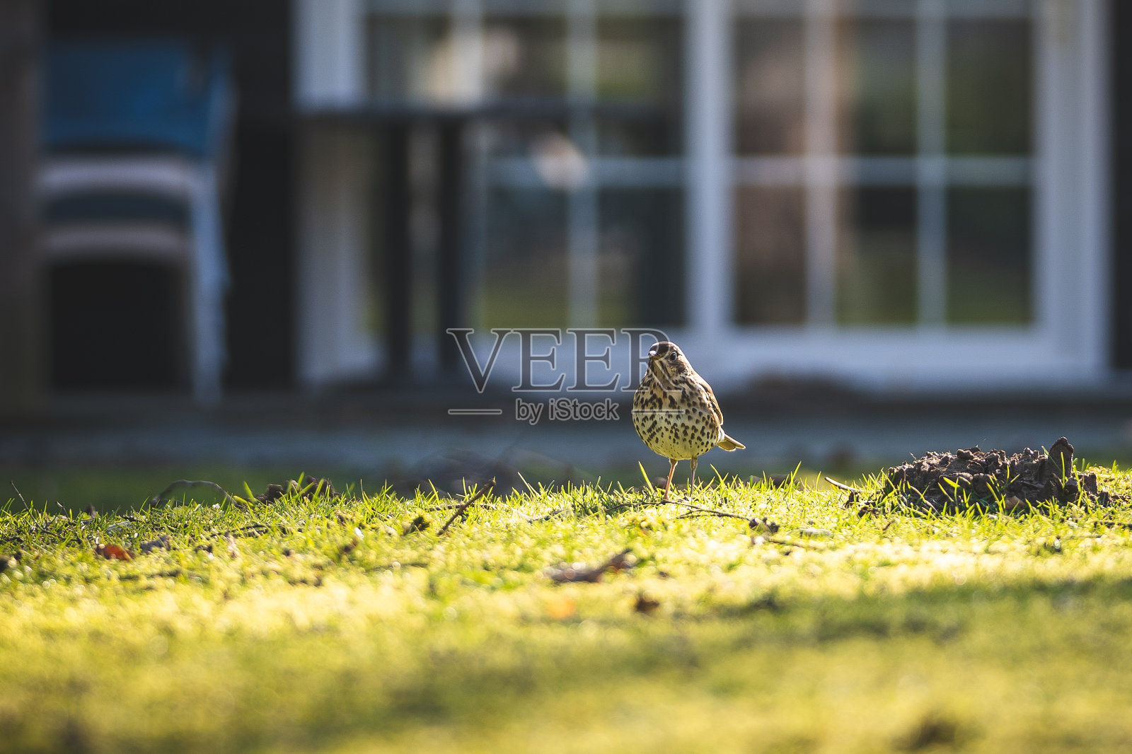 清晨美丽阳光下的棕色画眉鸟照片摄影图片