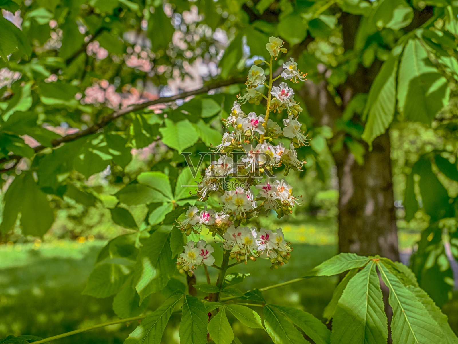 栗,castor照片摄影图片