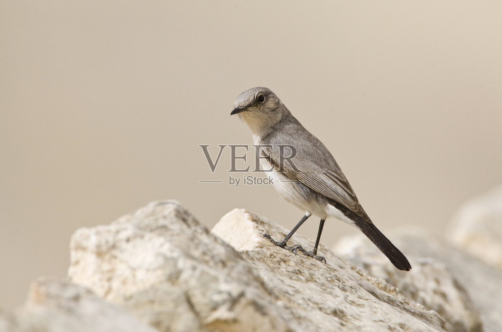 以色列的黑尾鹟照片摄影图片