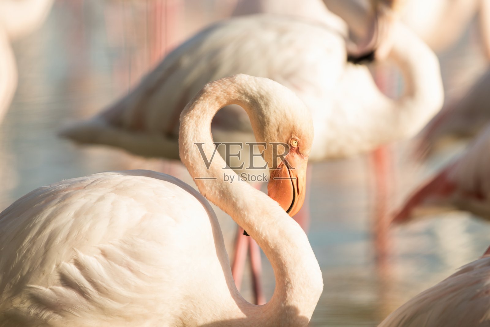 更大的火烈鸟(腓凤蝶)，近距离肖像，Camargue，法国，粉红色的鸟，野生动物的场景从自然。法国自然之旅。背景清晰的火烈鸟，地中海度假照片摄影图片